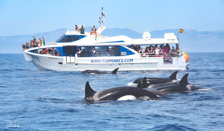 Turmares - Avistamiento de Cetáceos